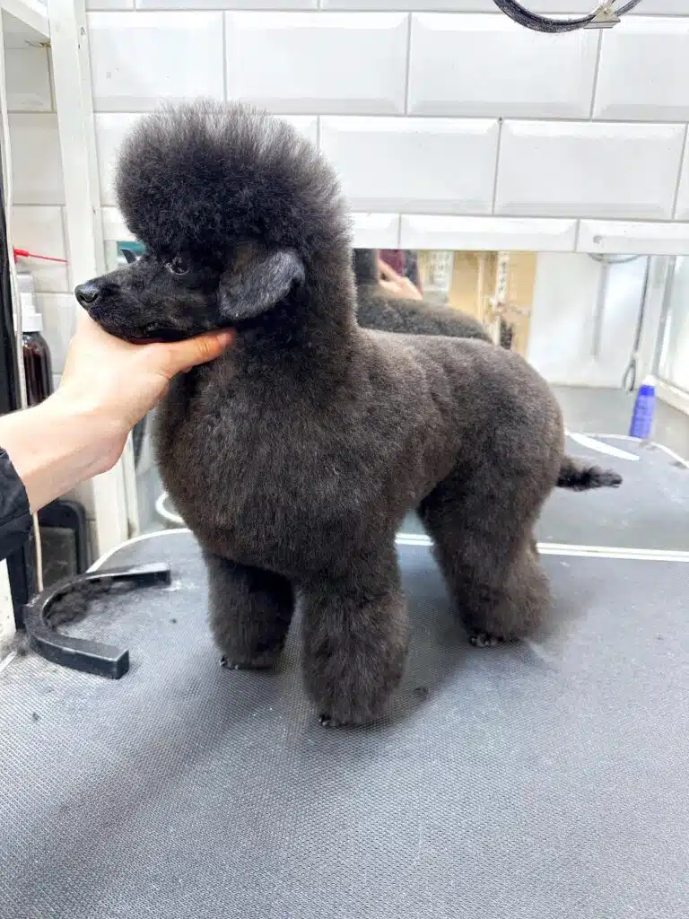 Грумер тримає за шию пуделя, який після стрижки має забриту морду, об'ємну грудку та пухку шапочку