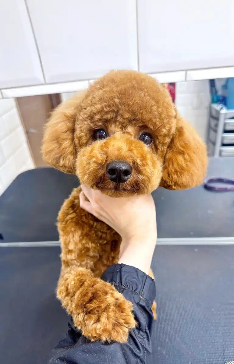 Пудель з короткою стрижкою поклав лапу на руку грумера