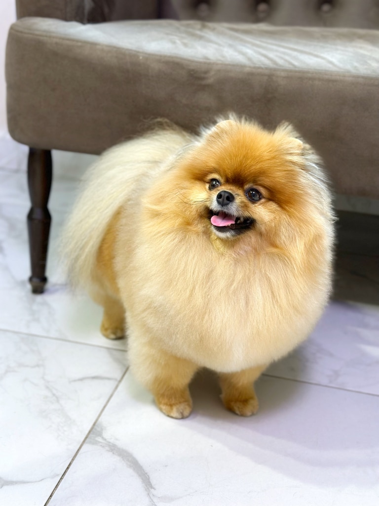 Шпіц з густою шерстю стоїть на мармуровій плитці біля коричневого дивана