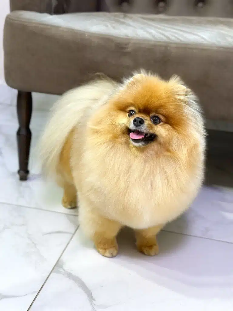 Шпіц з густою шерстю стоїть на мармуровій плитці біля коричневого дивана