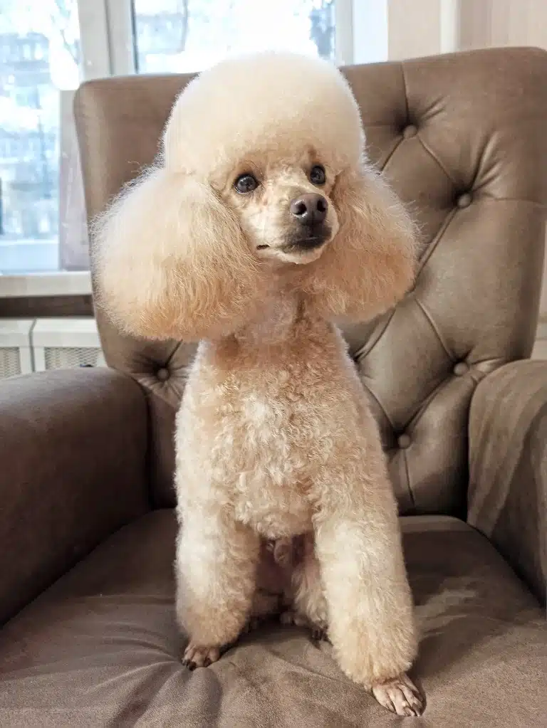 Пудель бежевого кольору з забритими лапками стоїть на коричневому дивані з кожзаму