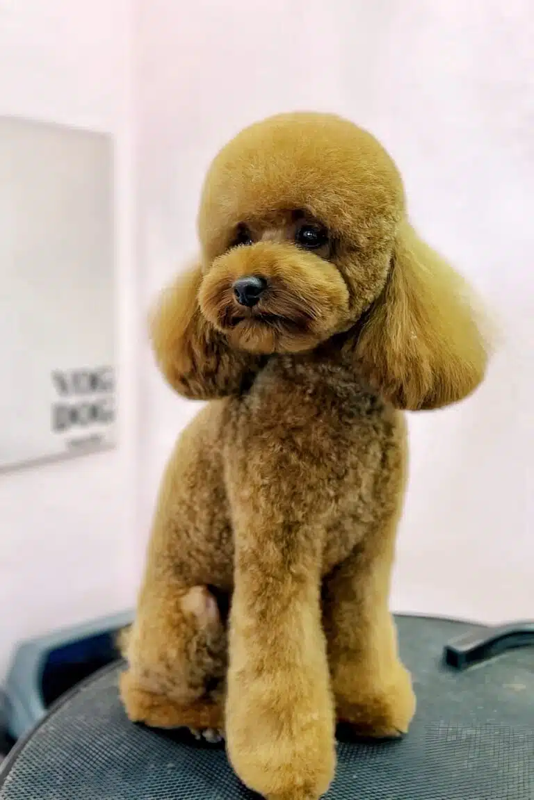 Коричневий пудель має голу частину стегна, для зручності дотримання гігієни