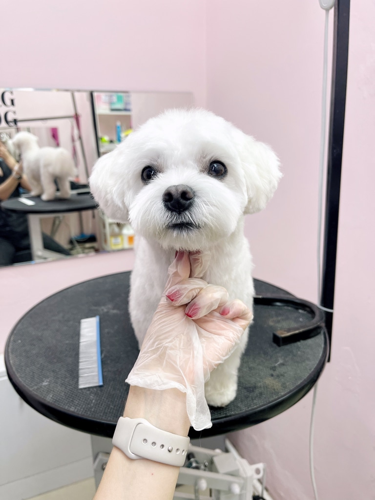 Грумер з червоним манікюром підняла за підборіддя голову мальтезе перед дзеркалом