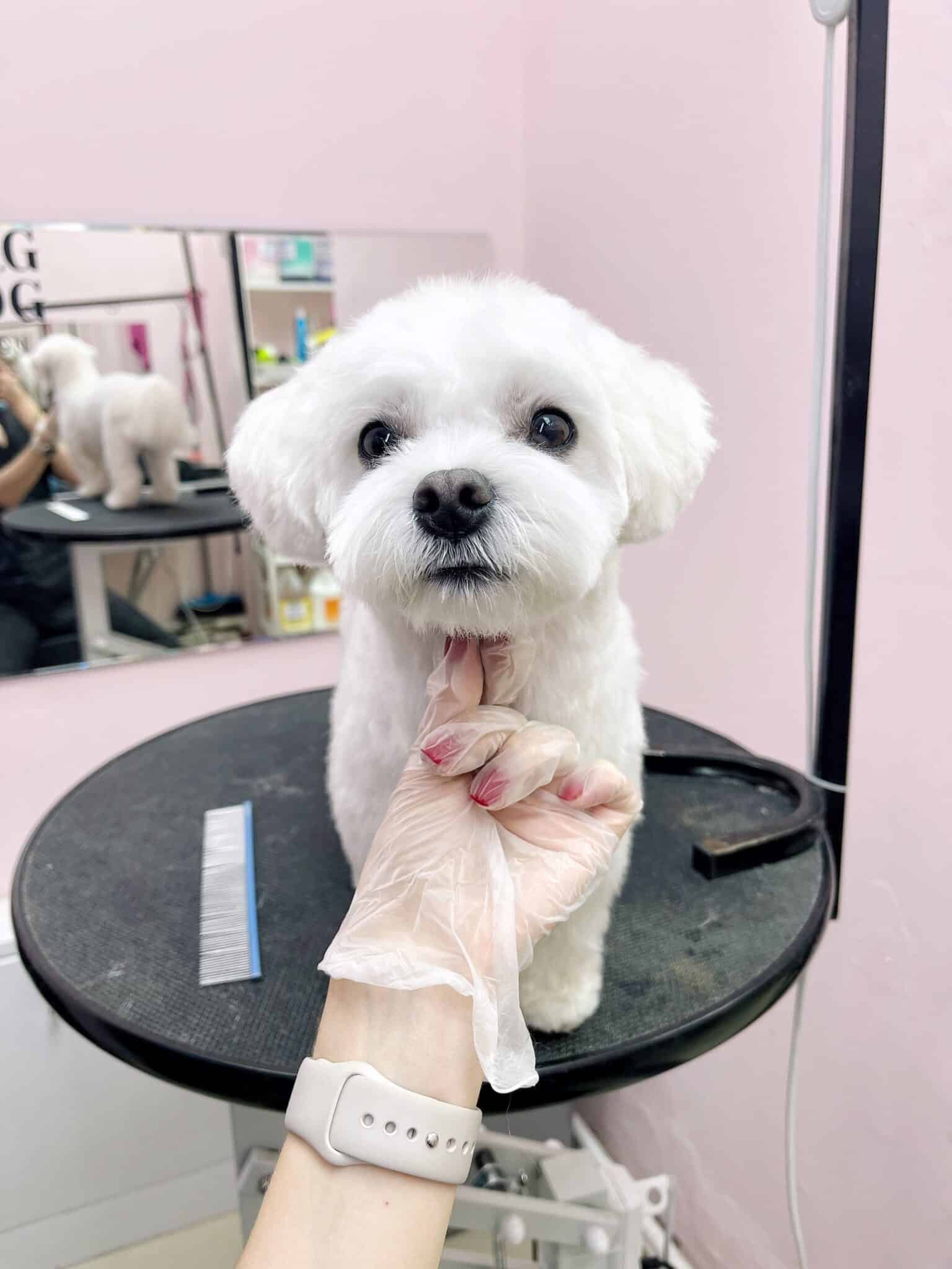 Грумер з червоним манікюром підняла за підборіддя голову мальтезе перед дзеркалом