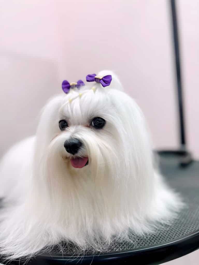 Мальтезе з двома фіолетовими бантиками посміхається на круглому столі в грумерській