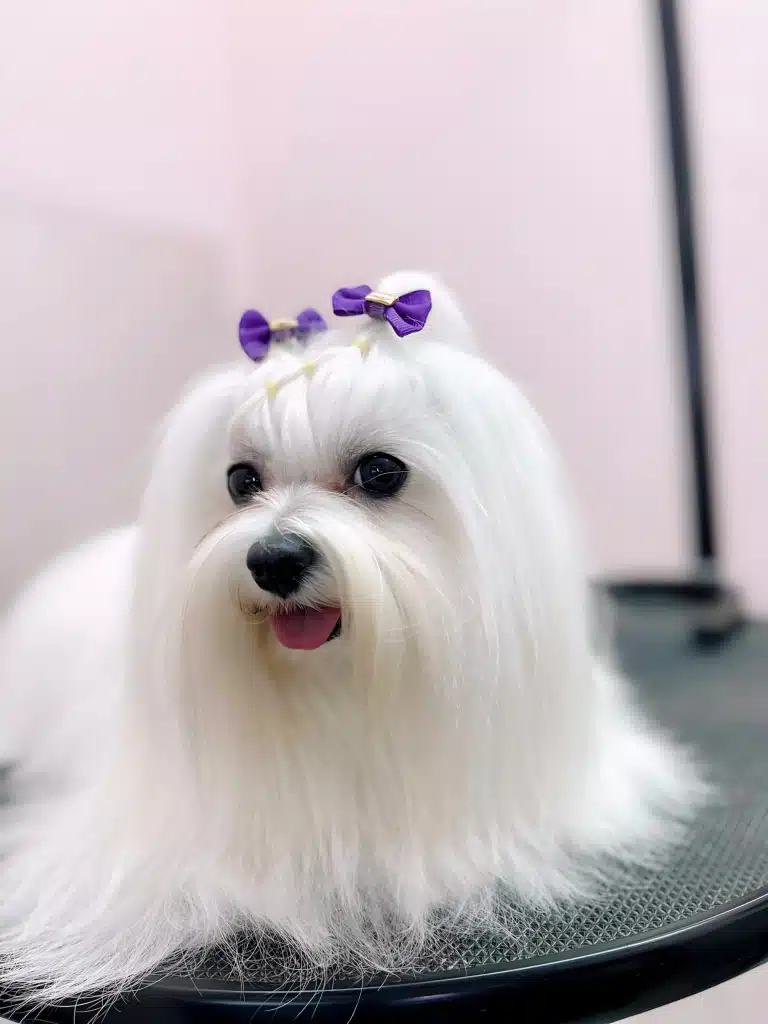 Мальтезе з двома фіолетовими бантиками посміхається на круглому столі в грумерській