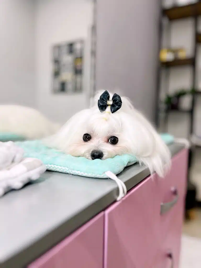 Мальтезе з чорним метеликом на голові лежить на бірюзовому пледі