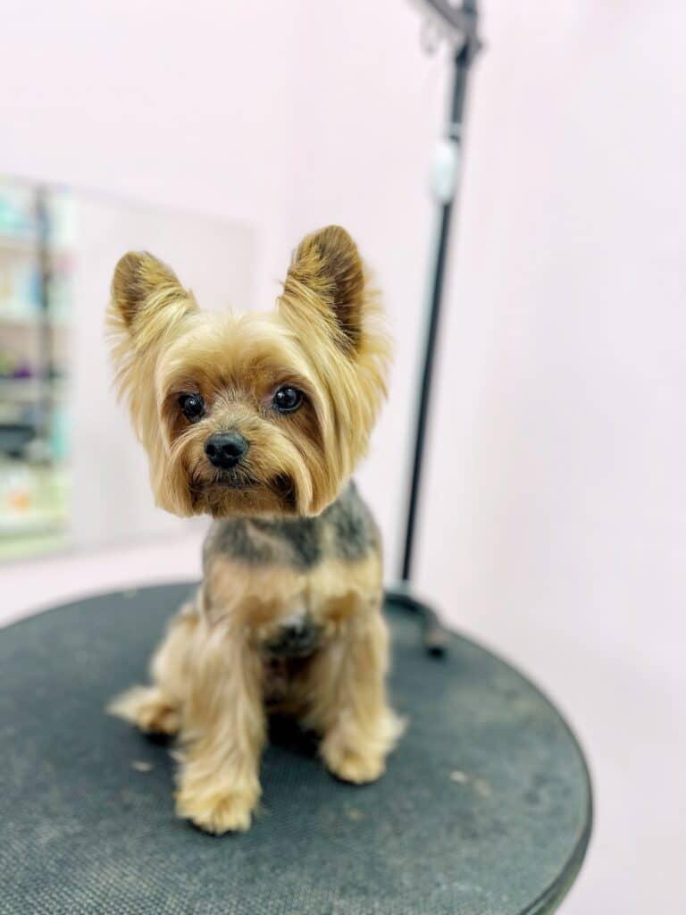 151 Extremely Cute Yorkie Haircuts for Your Puppy | Yorkie haircuts, Yorkie  puppy cut, Yorkie hairstyles