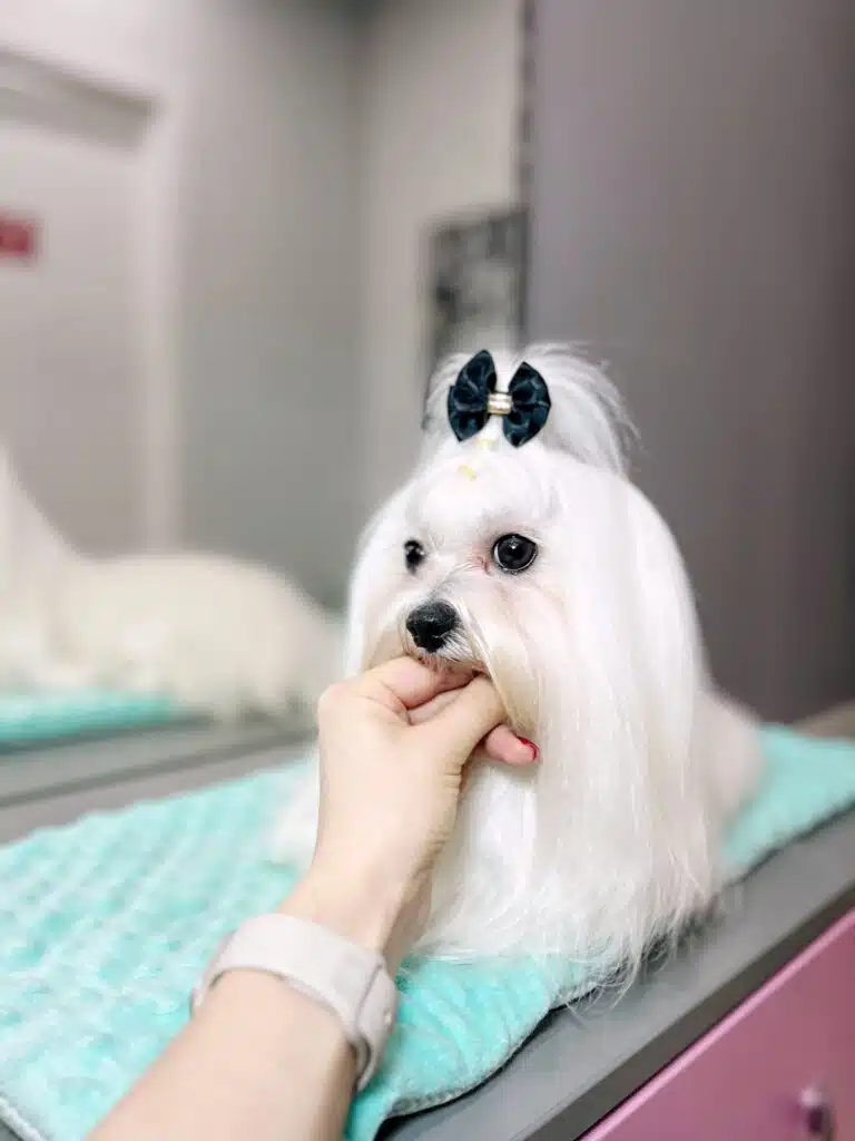 Довгошерста мальтезе спирається головою на руку грумера з годинником