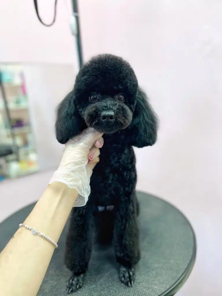 Жіноча рука в прозорій рукавичці та з червоним манікюром підняла голову чорного пуделя з овальною плюшкою