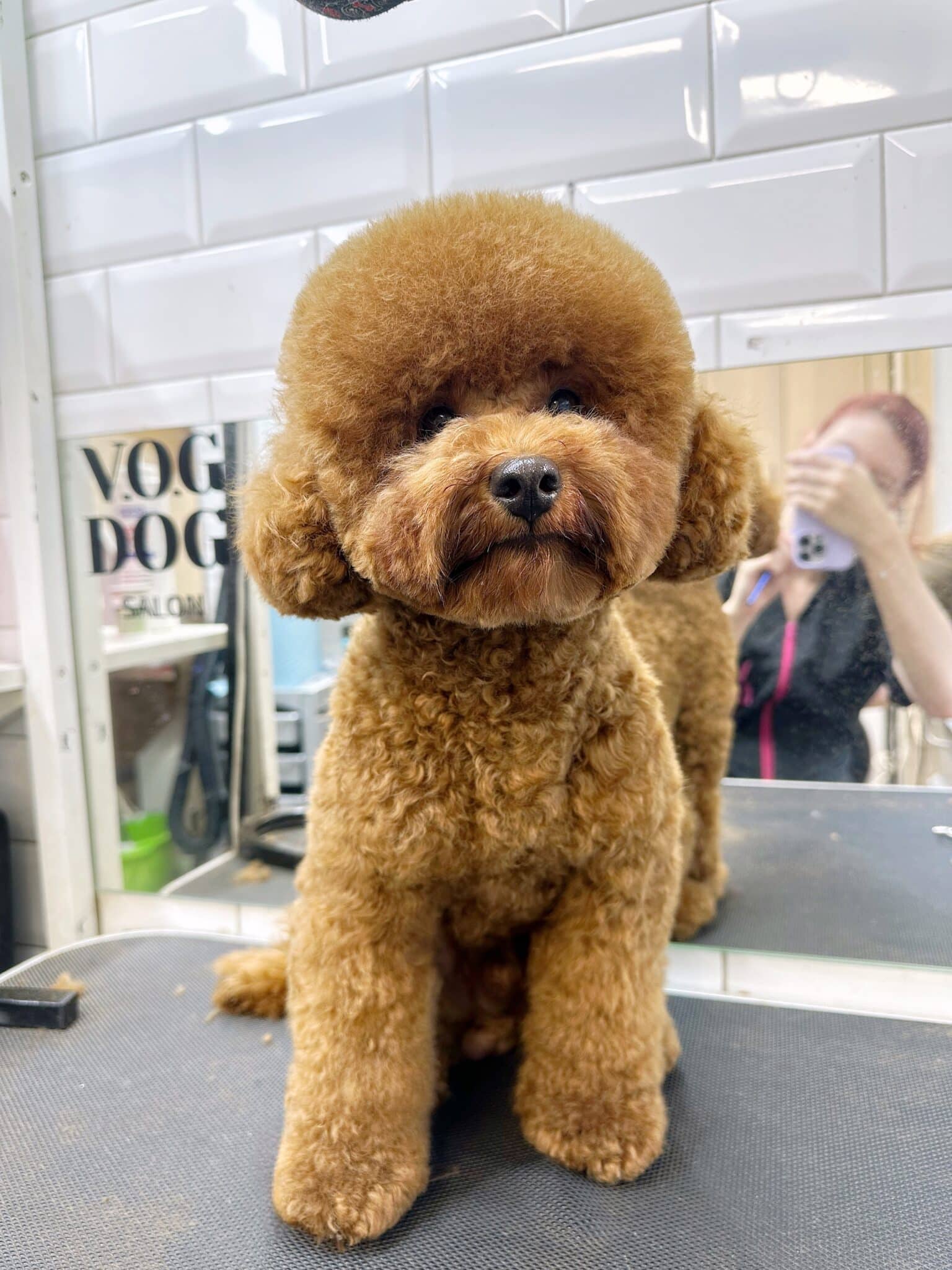 Дівчина знімає на телефон в фіолетовому чохлі мальтіпу після грумінгу