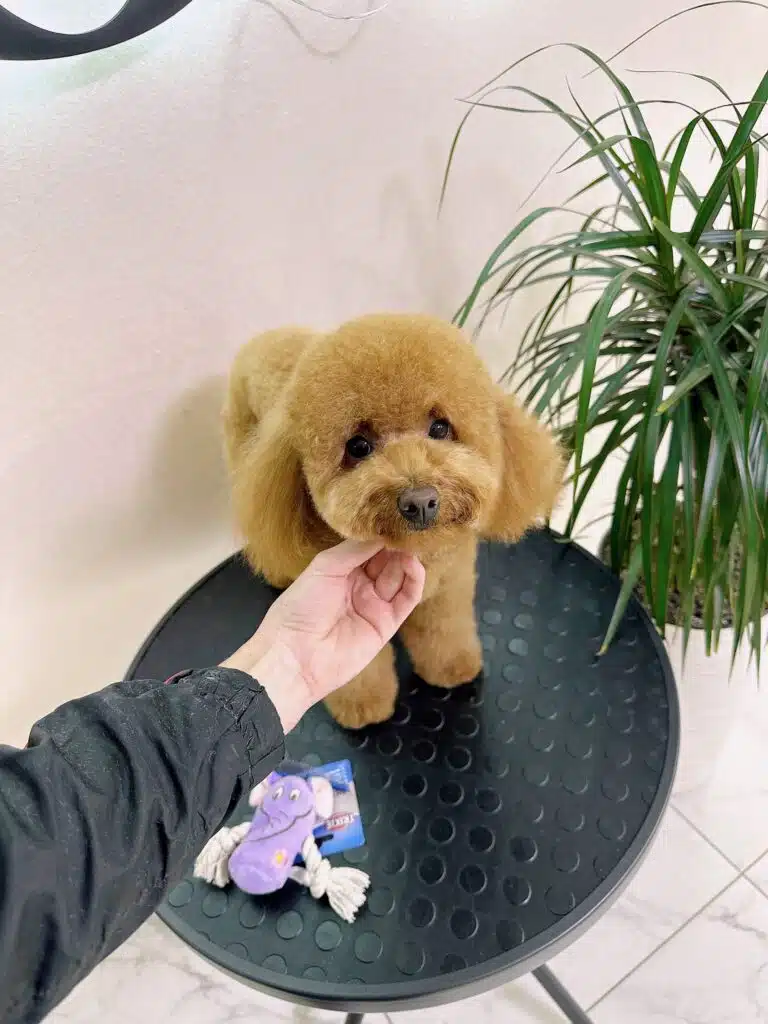 Грумер підняла голову мальтіпу, щоб показати кінцевий результат стрижки