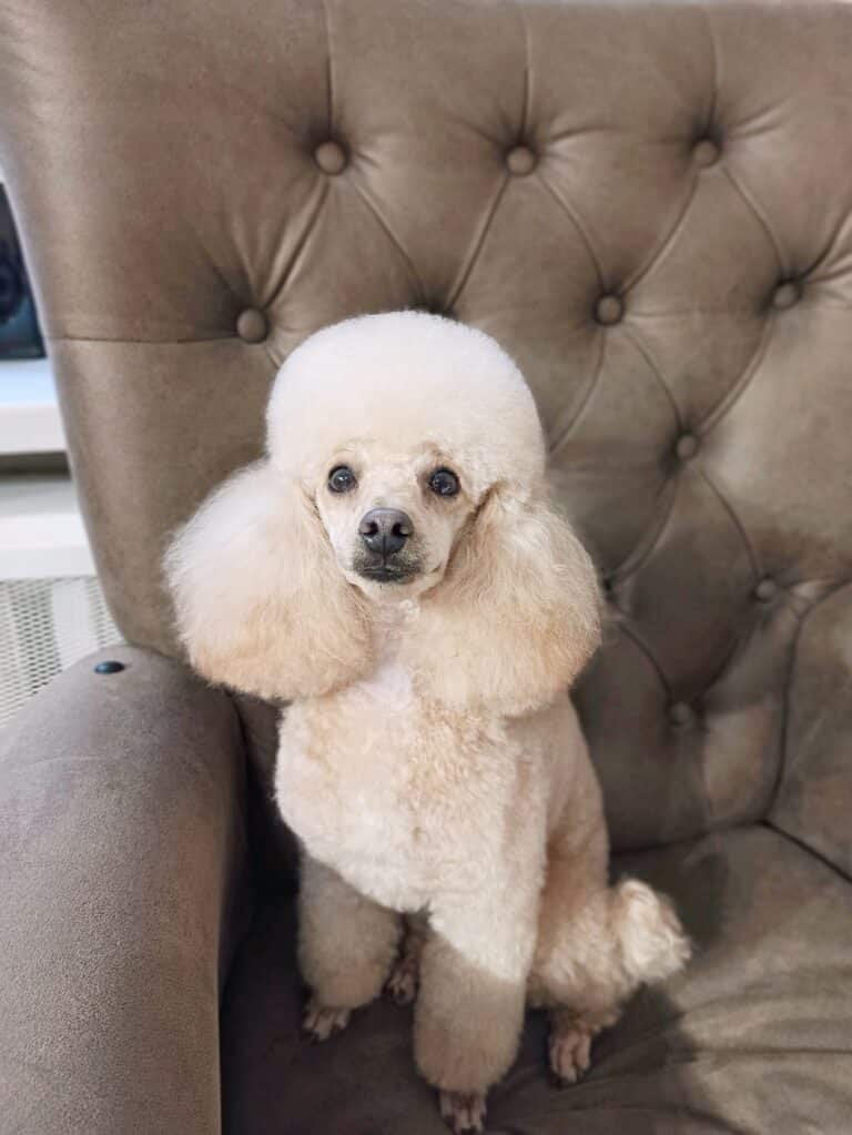 Кремовий пудель з забритими лапками та мордою має об'ємні вушка та шапочку