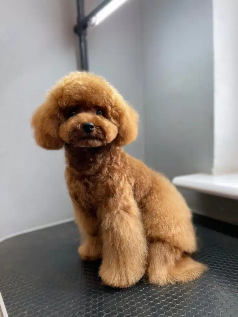 Пудель після стрижки має довгу шерсть на лапах та спині в той час, як грудка коротка