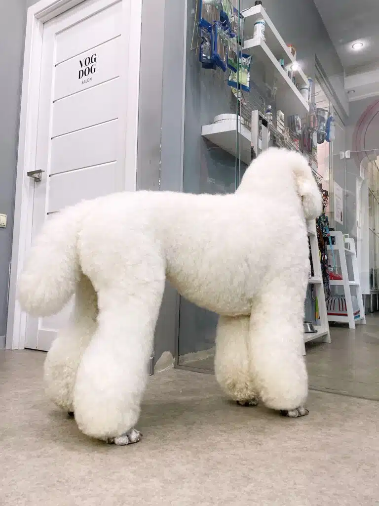 Білий королівський пудель дивиться крізь прозорі двері на вхід до салона