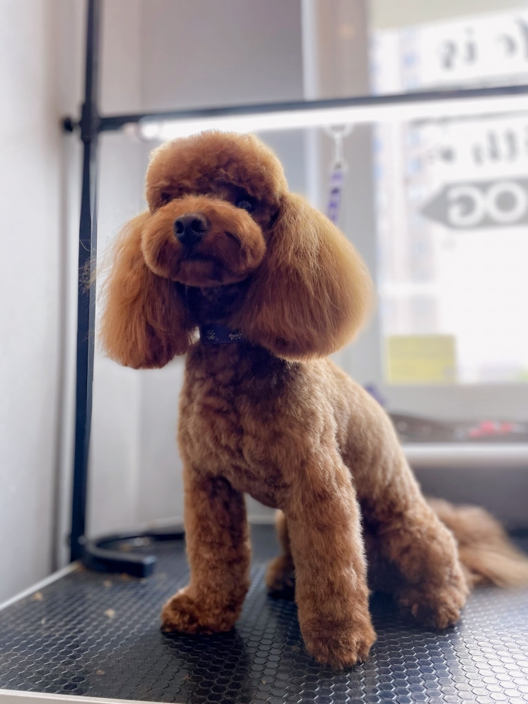 Коричневий пудель з овальною плюшкою широко розставив передні лапи та дивиться вперед