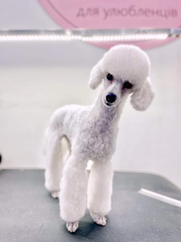 Білий пудель з коротким корпусом має штанці з шерсті та об'ємну шапочку з маленькими вушками