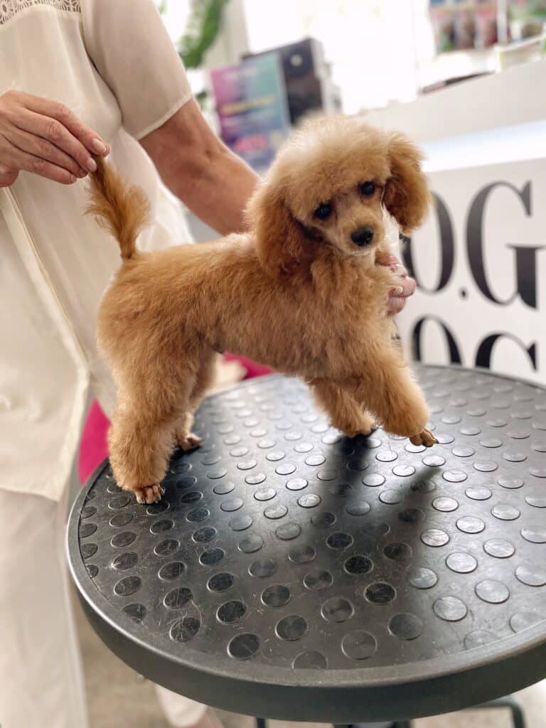 Дівчина в білій сорочці тримає пуделя за грудку та кінчик хвоста, щоб показати лінії стрижки