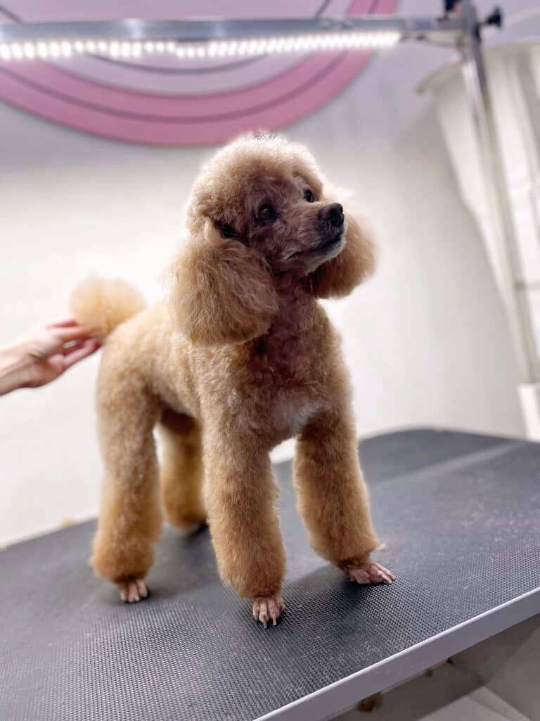 Грумер тримає за круглий хвостик коричневого пуделя, який після стрижки готовий підкорювати світ