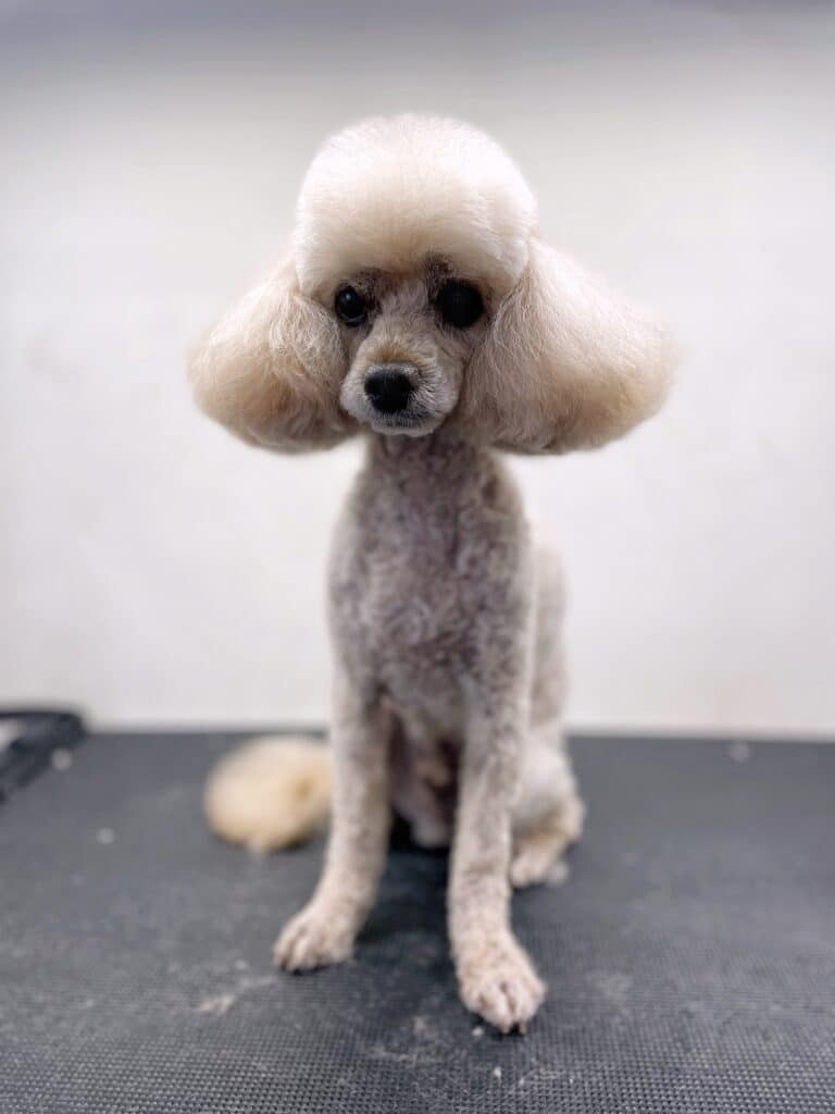 Кремовий пудель має об'ємну шапку з шерсті та вушка, все інше тіло - коротко підстрижене