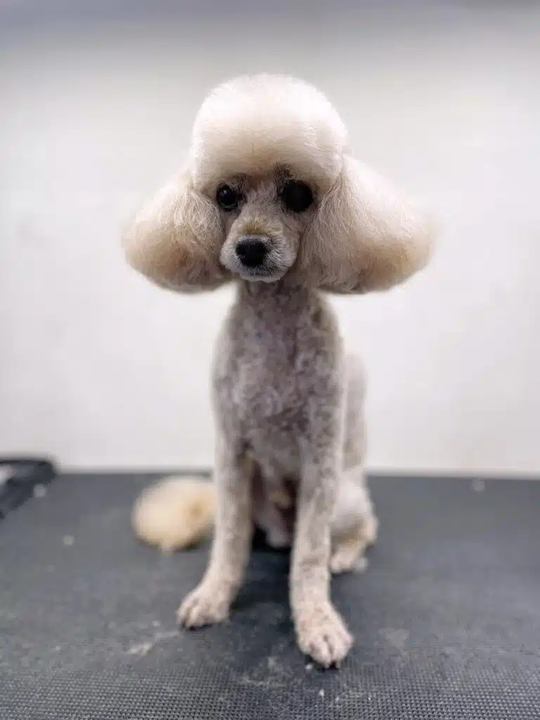 Кремовий пудель має об'ємну шапку з шерсті та вушка, все інше тіло - коротко підстрижене