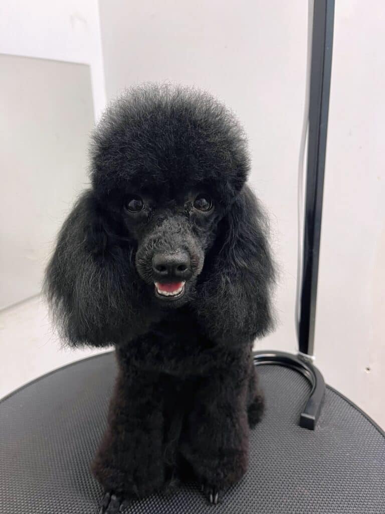 Чорний пудель з забритою мордою має велику та пухнасту шапочку на голові ідеальної округлої форми