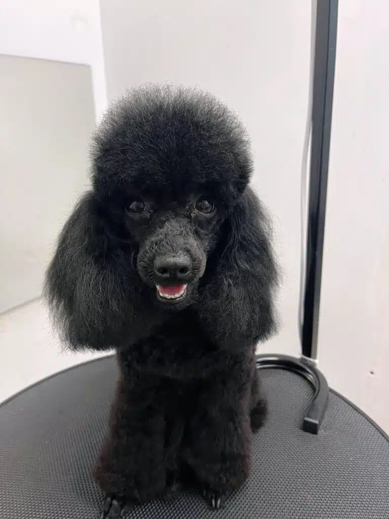 Чорний пудель з забритою мордою має велику та пухнасту шапочку на голові ідеальної округлої форми