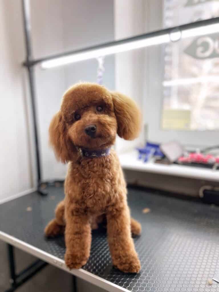 Пудель, з маленькою шапочкою, але великою плюшкою, нахилив голову на бік та широко розставив задні лапи