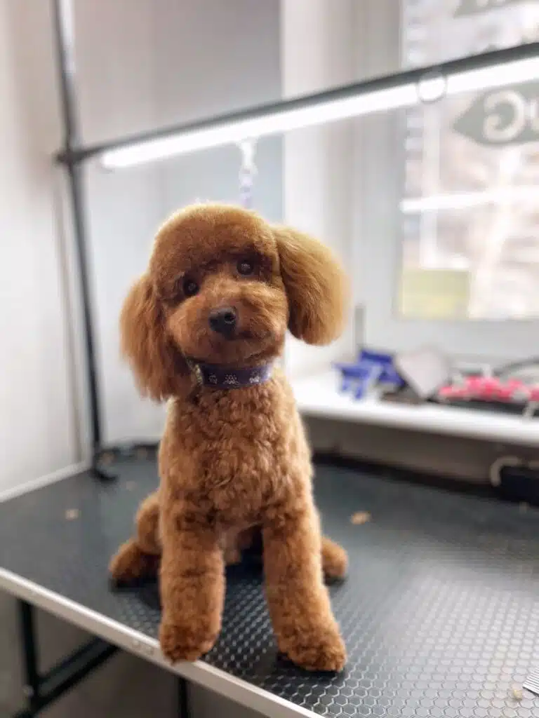 Пудель, з маленькою шапочкою, але великою плюшкою, нахилив голову на бік та широко розставив задні лапи