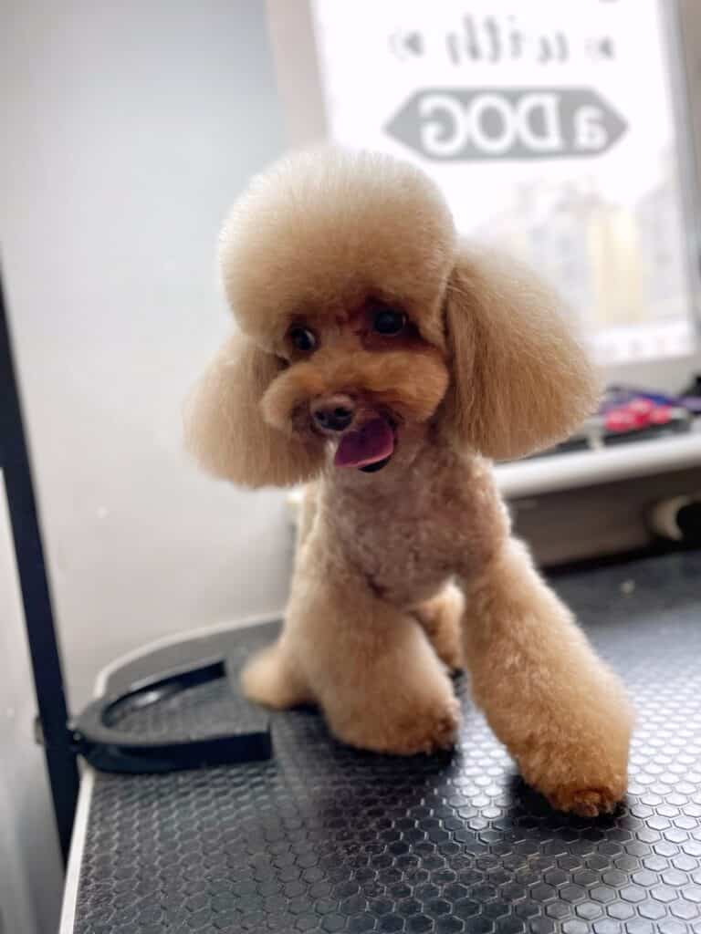 Маленький пудель крокує по столу якомога далі від вікна з білими наліпками