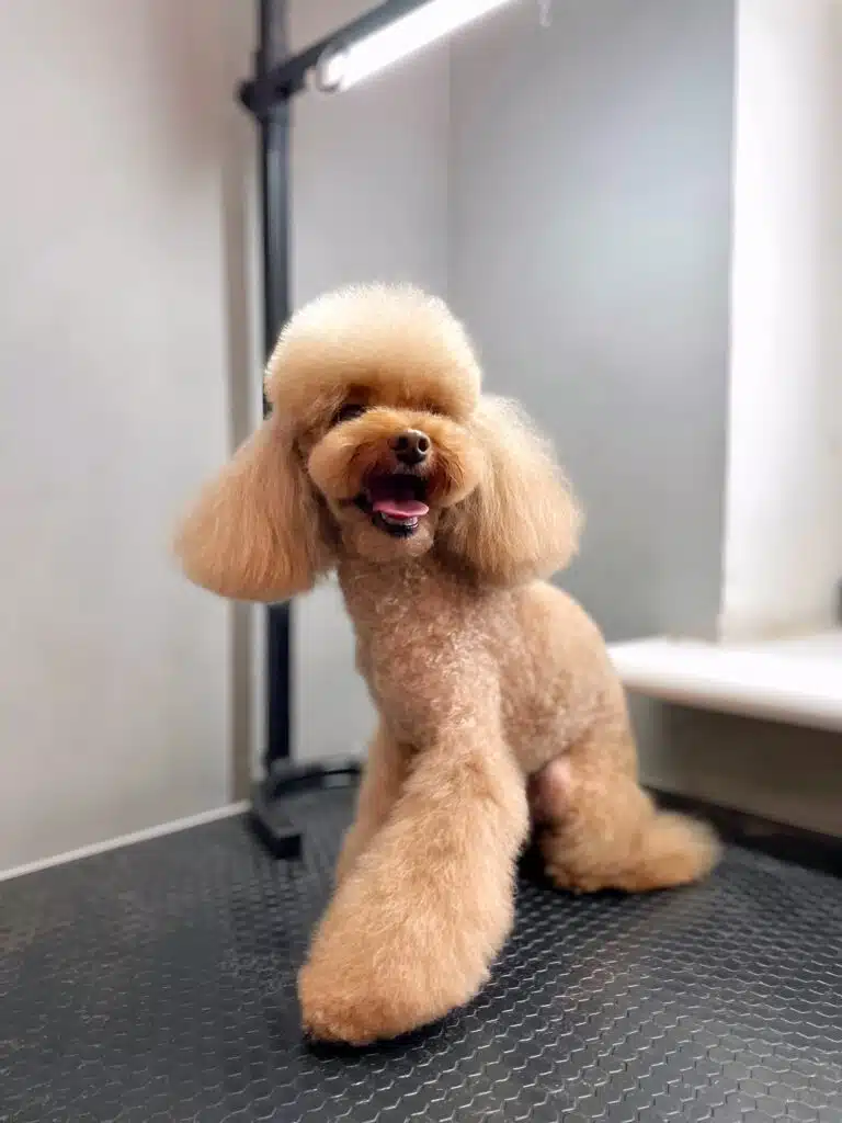 Світло-коричневий пудель з азійською стрижкою має короткий корпус та об'ємні лапи