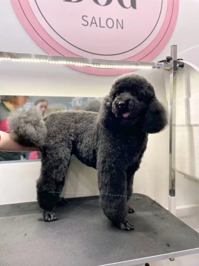 Чорний пудель з плюшевою шерстю має об'ємну мордочку в азійському стилі