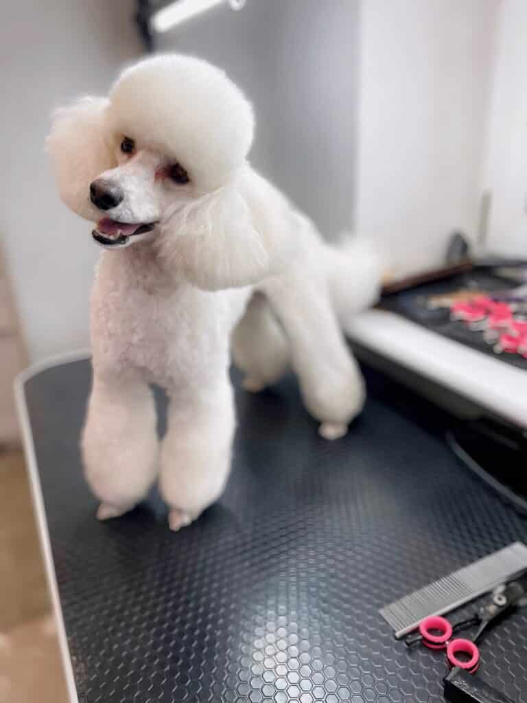 Білий пудель з забритими лапками нахилив голову, виглядаючи батьків