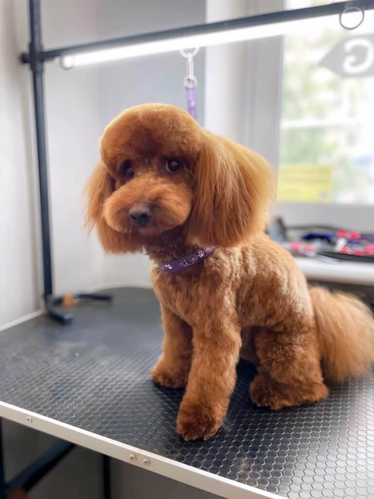 Рудий пудель має плюшеву шерсть на тулубі, а хвіст та вушка - пухнасті та довгі