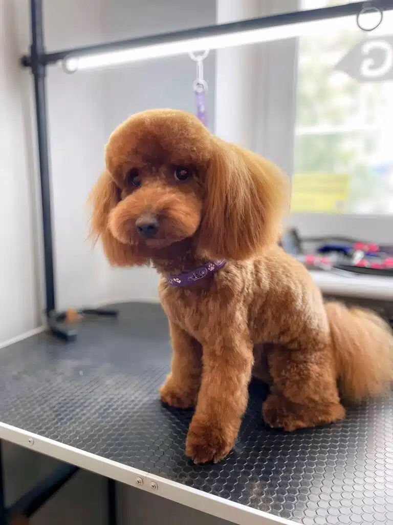 Рудий пудель має плюшеву шерсть на тулубі, а хвіст та вушка - пухнасті та довгі