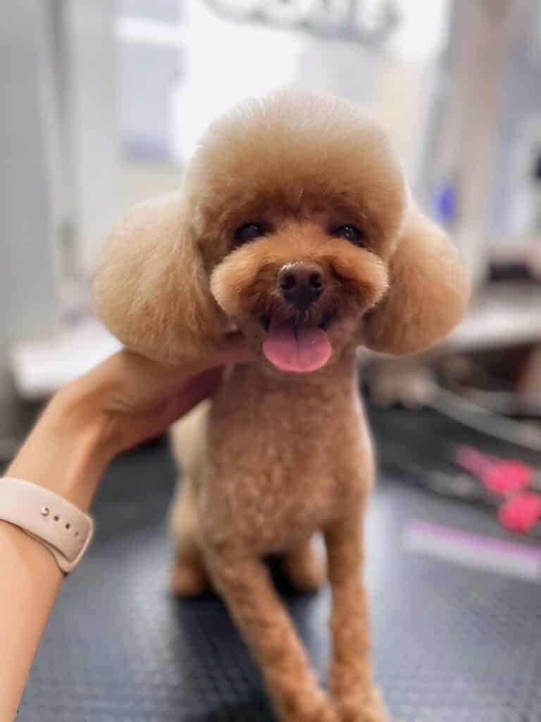 Світло-коричневий пудель висунув язика та наче всміхається грумеру, який його фотографує