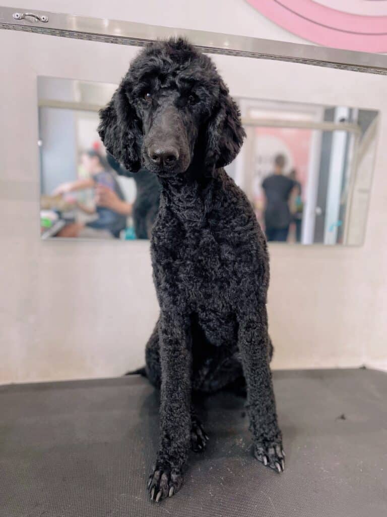 Чорний великий пудель торкається головою лампи над грумерським столом