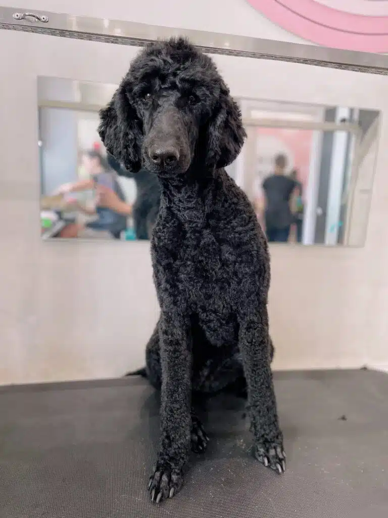 Чорний великий пудель торкається головою лампи над грумерським столом