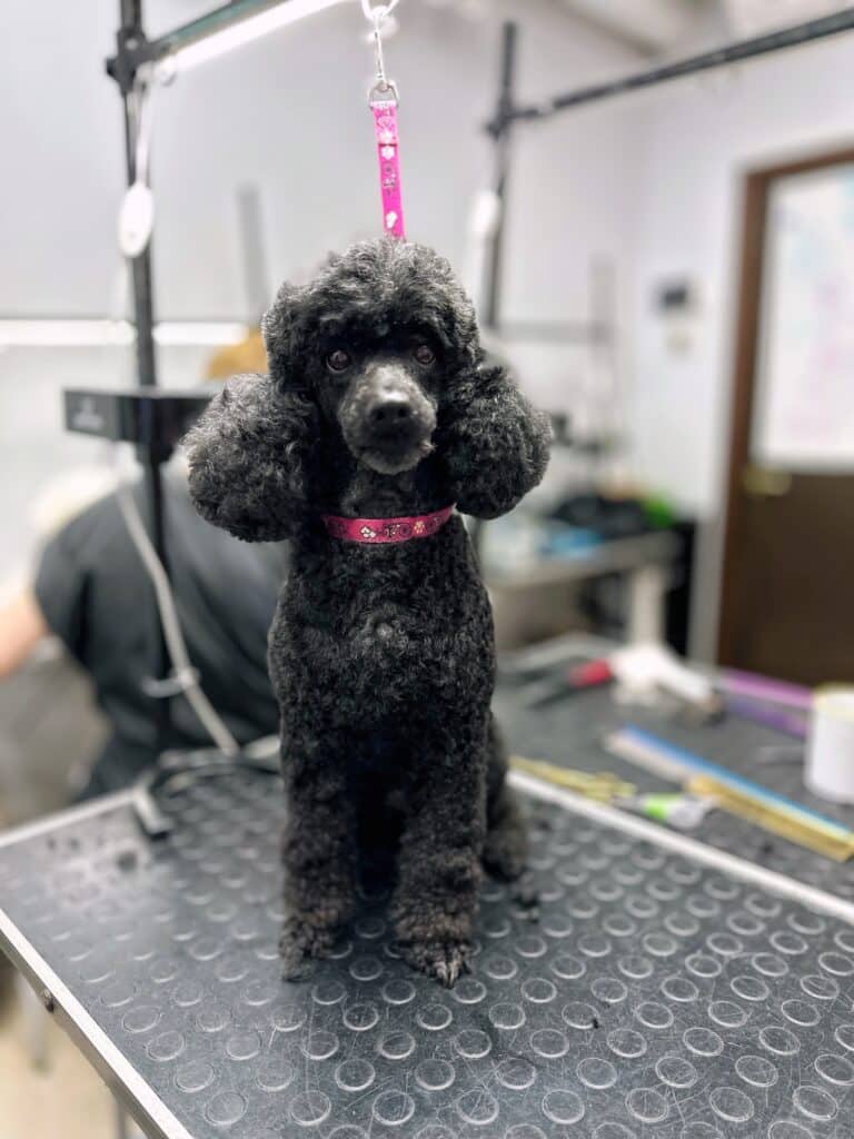 Чорний пудель на рожевій ринговці сидить на столі під світлом лампи, поки позаду працює грумер