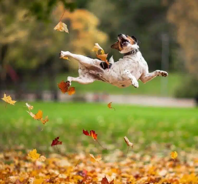 Короткошерстий пес у стрибку ловить сухе листя, що летить з дерева