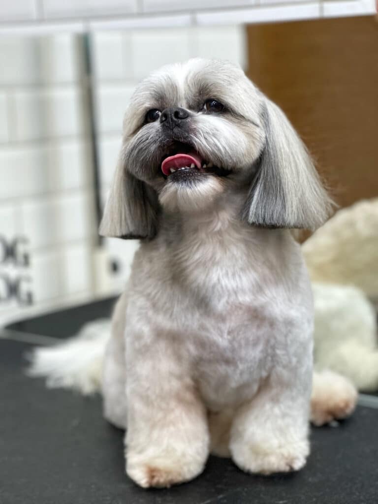 Ши-цу з довгими сірими вушками підняв голову трохи вверх та відкрив рота