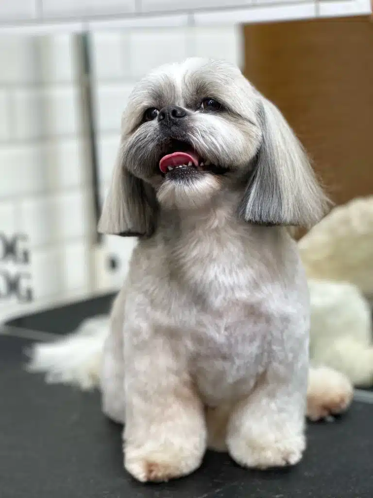 Ши-цу з довгими сірими вушками підняв голову трохи вверх та відкрив рота