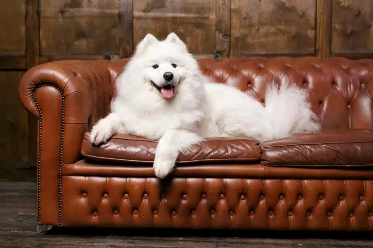 Подушки шкіряного дивана прогнулись під вагою великого білого самоїда