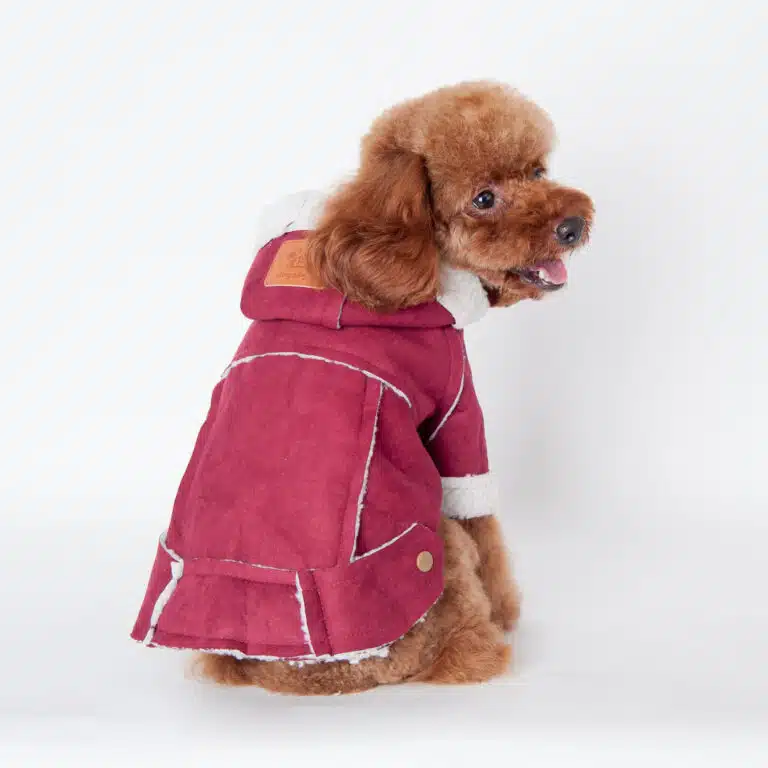 Мальтіпу з довгими вушками сидить спиною до фотографа, вдягнуте в рожеву курточку з білою підкладкою