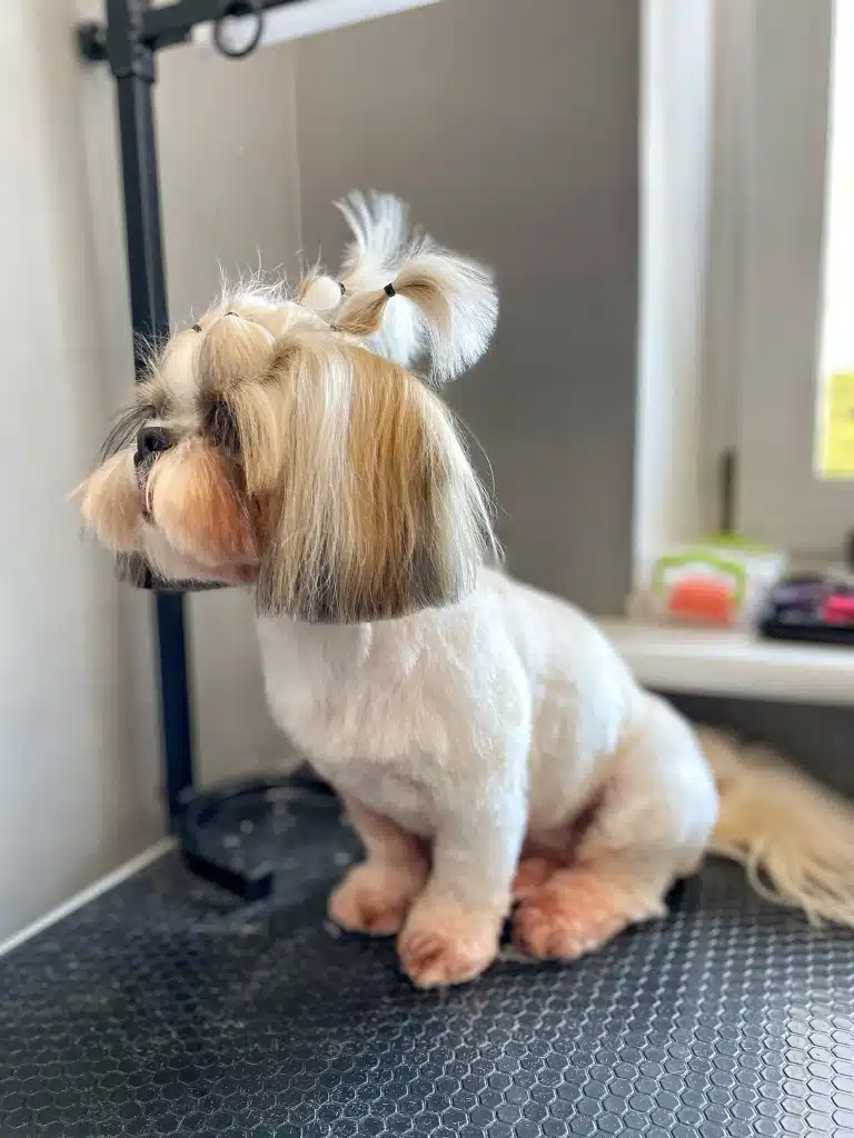 Ши-цу з квадратними вушками зверху має два хвостики і після грумінгу чекає на батьків