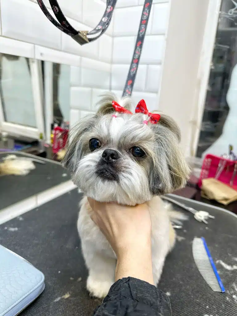 Дівчина тримає за шию ши-цу, на голові якої два хвостики з червоними метеликами