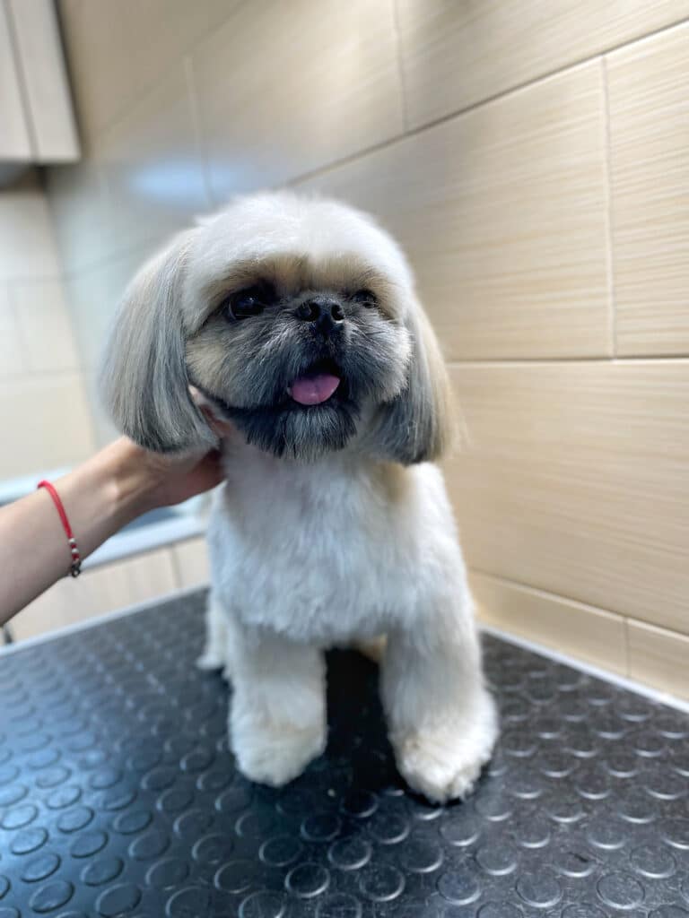 Дівчина з червоним браслетом робить масаж шийної зони ши-цу