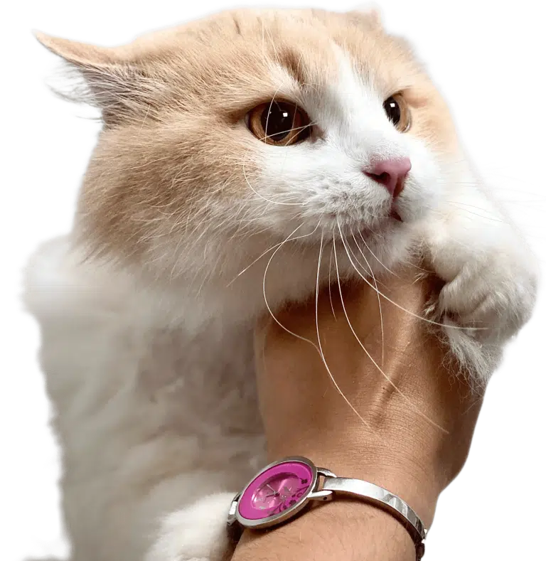 Кіт з жовтими очима та білими вусами тримається лапкою за руку дівчини з годинником