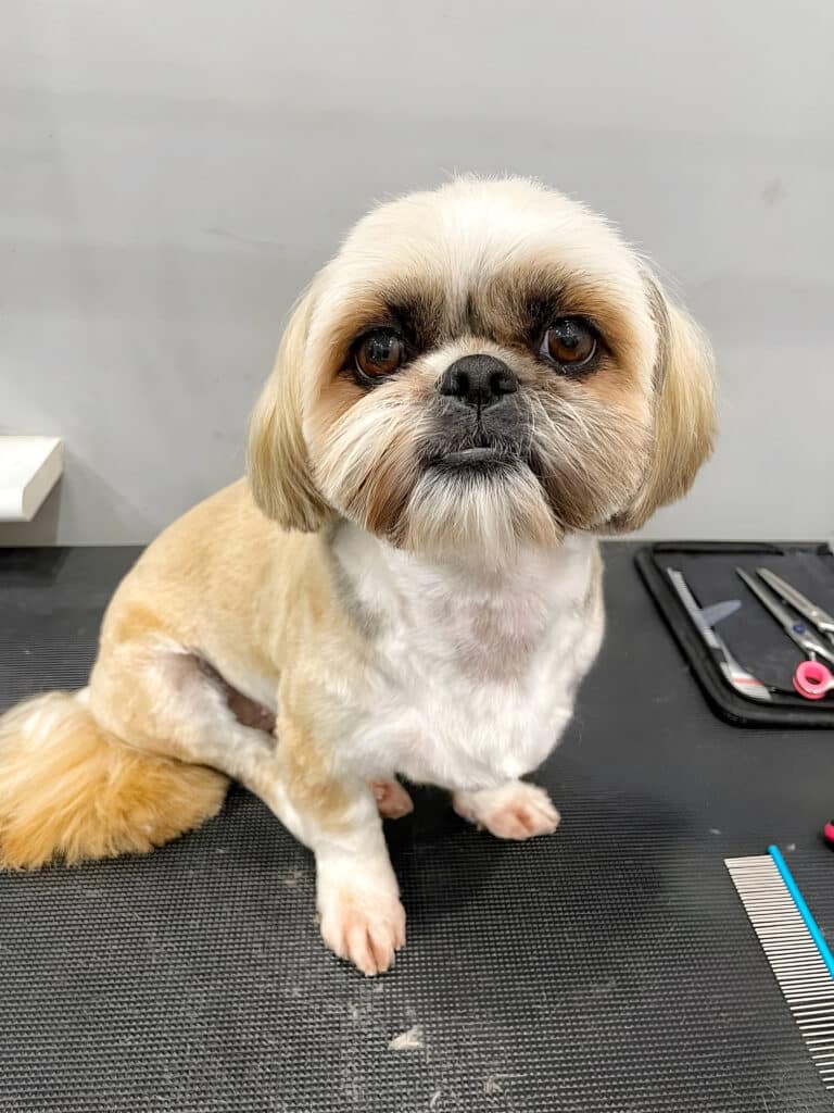 Поруч з підстриженим ши-цу на столі лежить бірюзовий гребінець та ножиці з рожевими кільцями