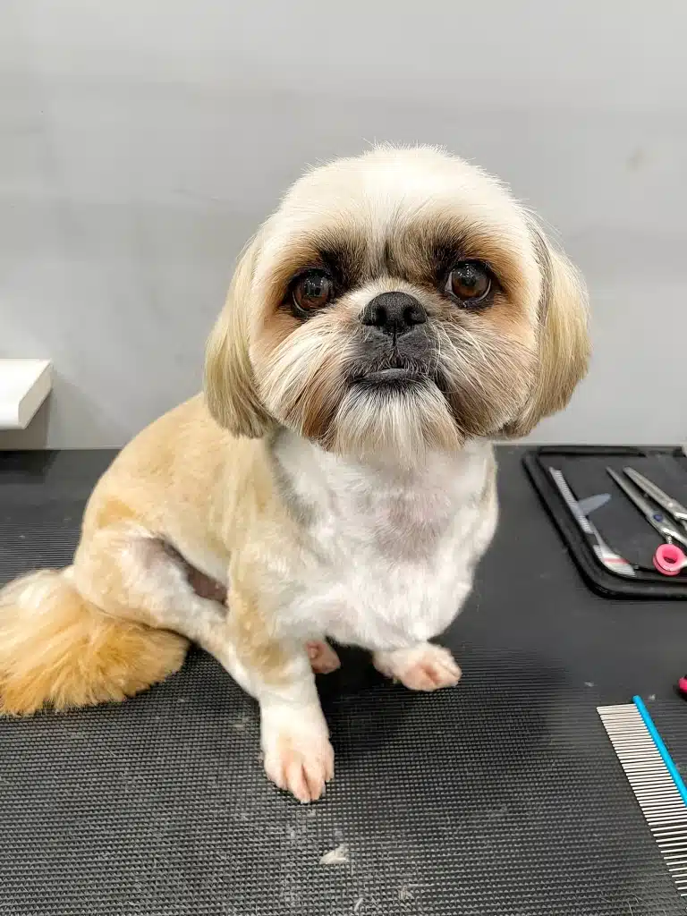 Поруч з підстриженим ши-цу на столі лежить бірюзовий гребінець та ножиці з рожевими кільцями